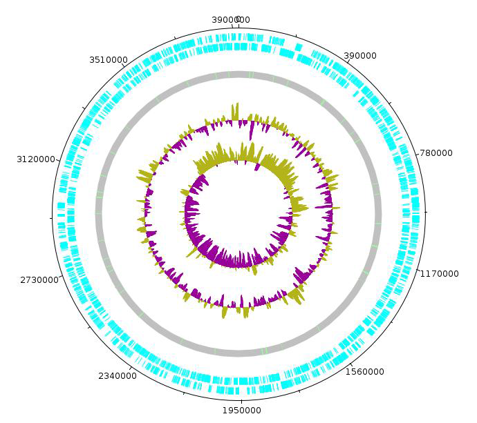 Bacteroides vulgatus CBA7140 의 원형 유전체 지도