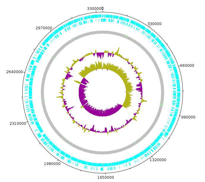 Enterococcus raffinosus L5-1 의 원형 유전체 지도