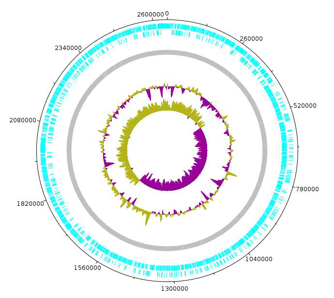Lactobacillus casei CBA7104 의 원형 유전체 지도