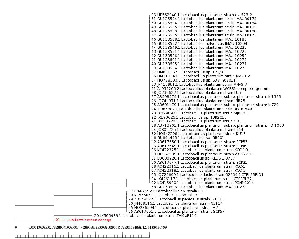 H185 strain의 phylogenetic tree