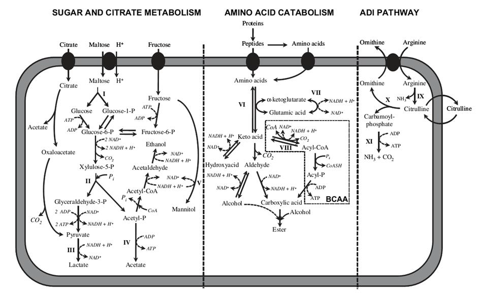 Pathways active in typical hetero fermentative lactic acid bacteria