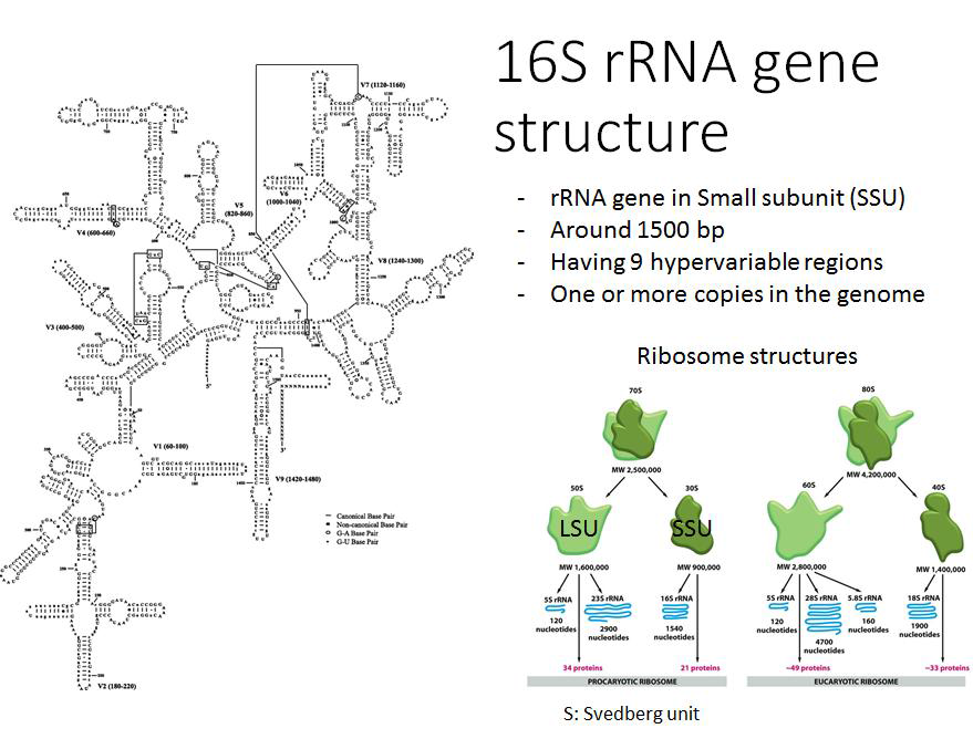 16S 리보솜 RNA (rRNA)의 구조적 특징
