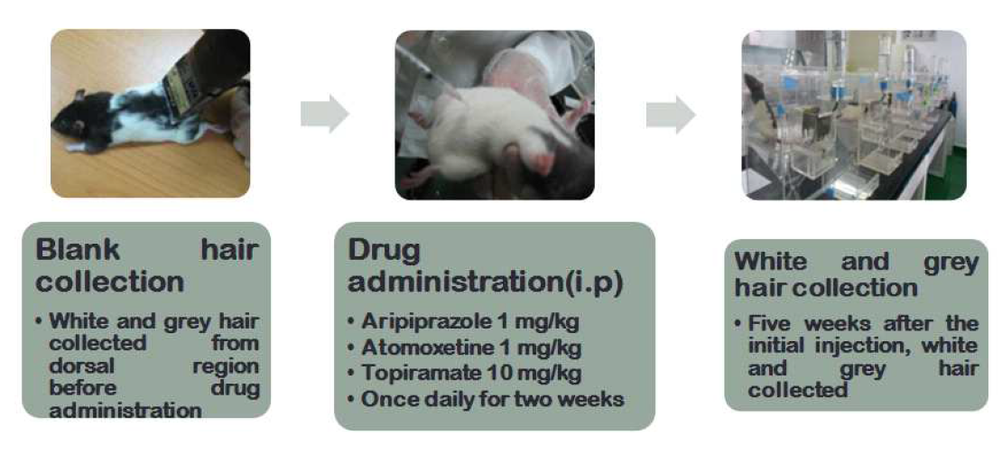 Procedure of animal study by multiple administration of three antipsychotics (Aripiprazole, Atomoxetine, and Topiramate)