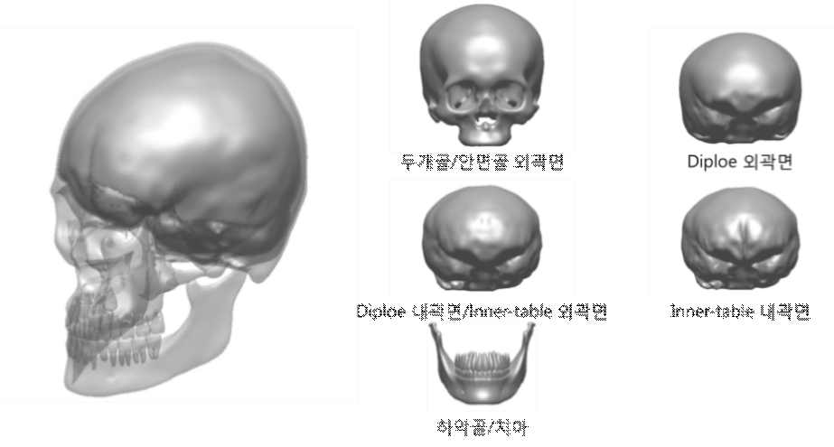 다섯개의 파트로 구분되어 개발된 두개골의 3 차원 기하형상