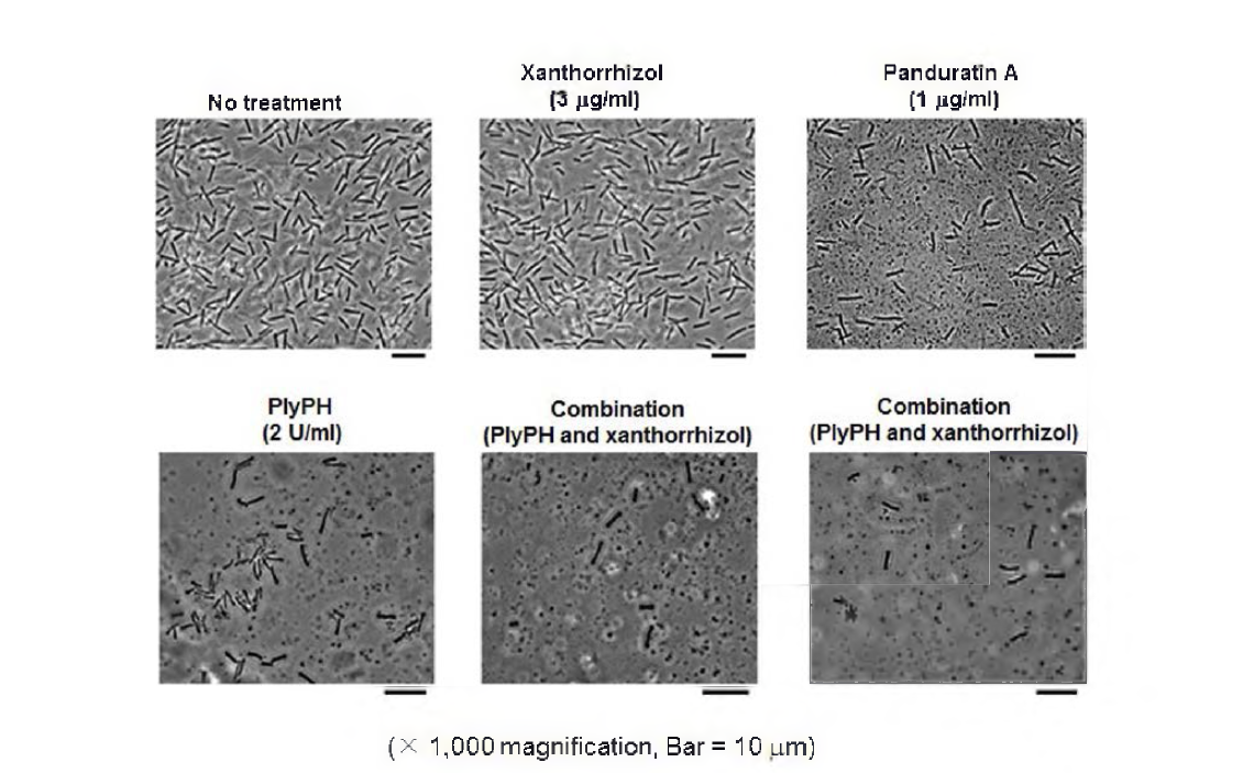 lysin 과 xanthorrhizol 또는 panduratin A의 combination에 의한 cell rupture 정도의 EM 사진.