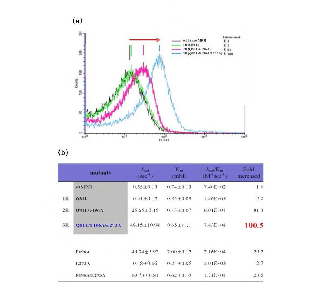 (a) 개량체 FACS 분석: (b)개량 MPH의 pNPDPP 분해능 증가