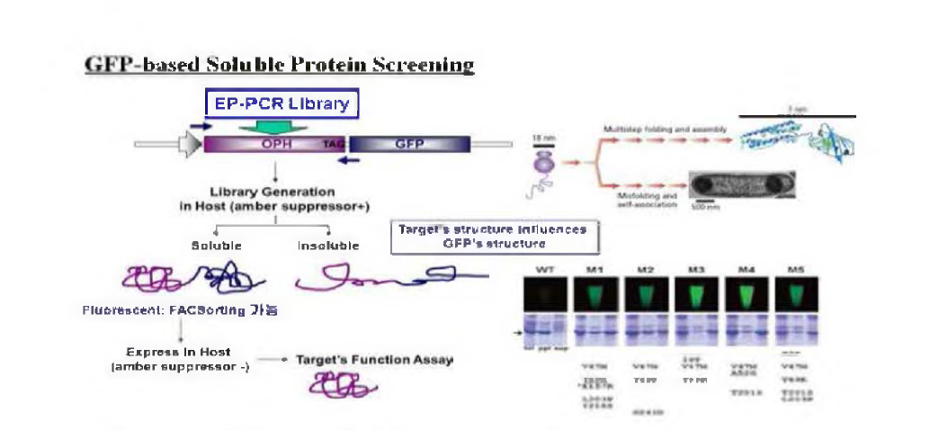 GFP 기반 수용성 단백질 screening 모식도