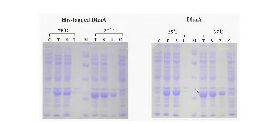 E. coli BL21(DE3 )CodonPlus 형질전환균에서 생산된 DhaA 의 SDS-PAGE.