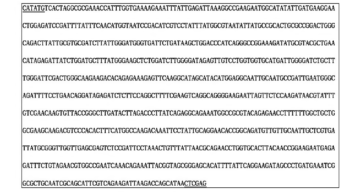 합성된 linB 유전자의 염기배열. 구조유전자의 5 ‘과 3’ 지역의 밑풀친 서열은 합성유전자 클로닝을 위해 첨가한 서열임.