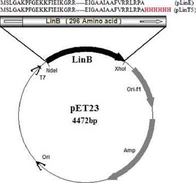 linB 유전자의 과잉발현율 위한 재조합 플라스미드.
