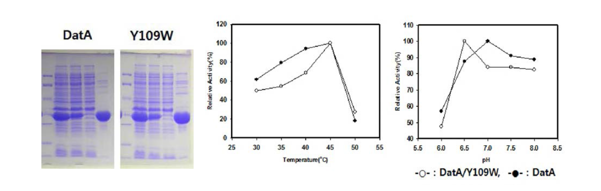 재조합 대장균으로부터 과잉발현 생산된 DatA와 Y109W 변이체의 정제 (왼쪽)와 정제효소의 반응특성 (오른쪽). 반응온도와 반응 pH가 효소활성에 미치는 영향을 분석하였으며 기질로는 1,5-DCPn을 사용함.