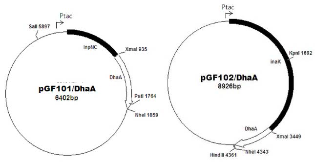 DhaA의 표면 발현을 위해 inp 유전자와 융합한 재조합 플라스미드.