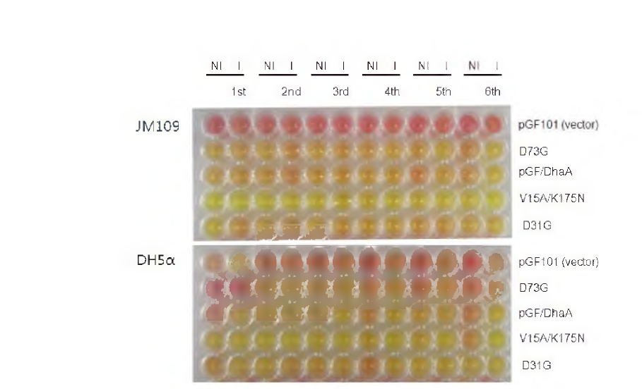 숙주 대장균종에 따른 표면발현된 DhaA의 HDL 반응성 비교.