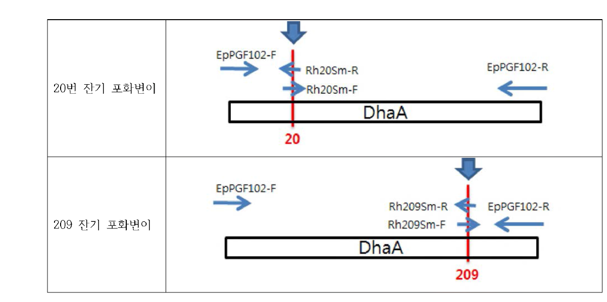 DhaA의 20번과 209번 잔기를 포화변이를 유도하기 위한 PCR.