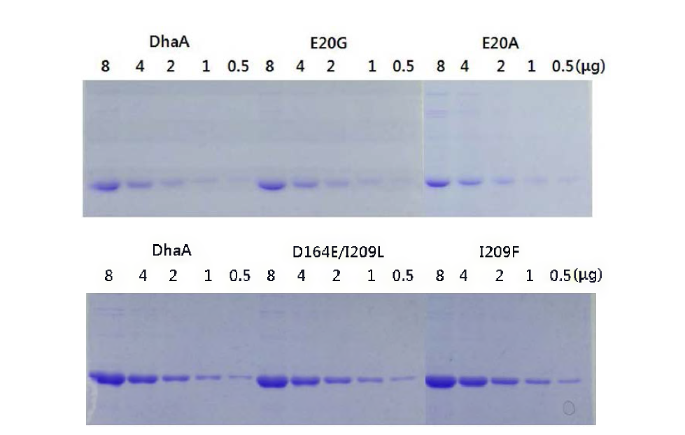 정제된 DhaA와 그 변이효소의 SDS-PAGE.