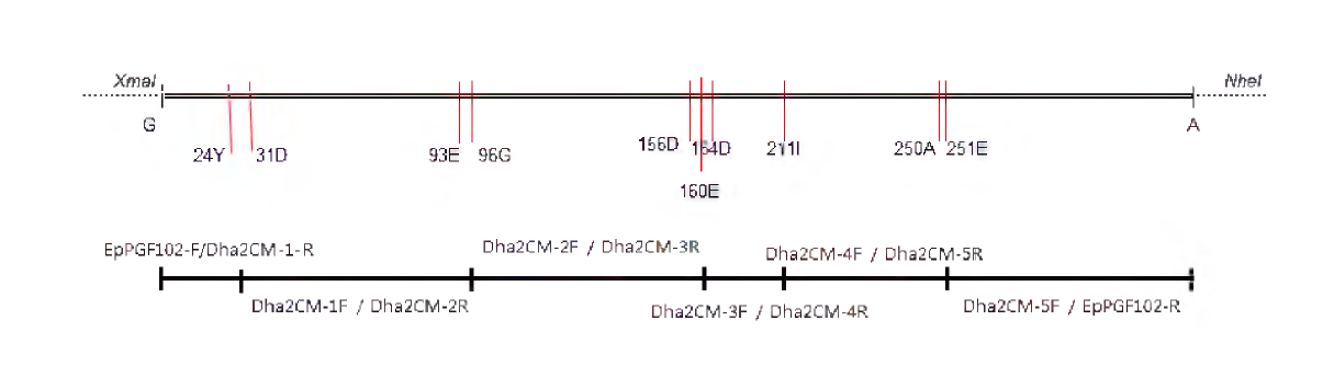 1단계 조합 변이 지점과 primers에 따른 PCR 영역.