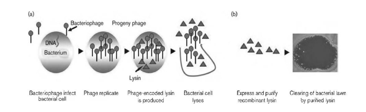 bacteriophage의 life cycle과 lysin 작용 개요