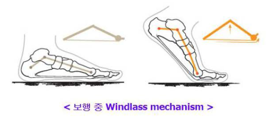 보행 중 windlass mechanism