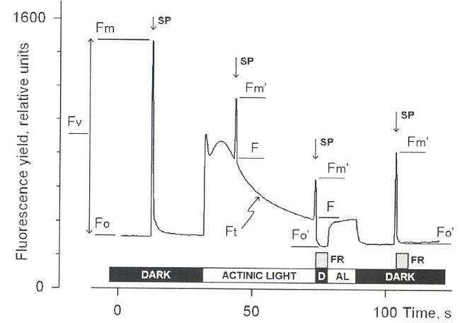 Measurements for Saturating Pulse Analysis AL, Actinic Light; D, dark; SP, Saturating Pulse; FR, far-red illumination