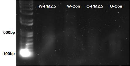 PM2.5 노출 A549 세포주로부터 추출된 DNA의 fragmentation 결과