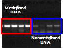PM2.5 노출 A549 세포주로부터 추출된 DNA의 immunoprecipitation 결과