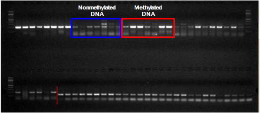 7종의 알데하이드 노출 A549 세포주로부터 추출된 DNA의 immunoprecipitation 결과