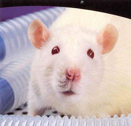 Fischer 334 rat 동물 모델