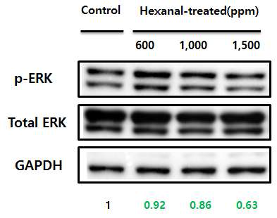 동물 모델에서의 알데하이드(hexanal) 노출에 의한 ERK1/2 활성 변화