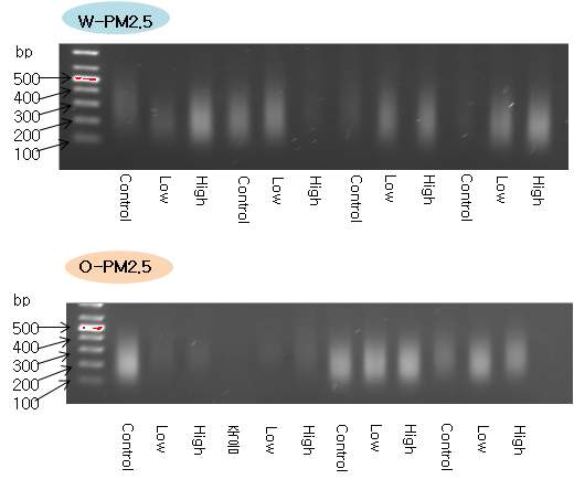 PM2.5 노출 마우스 모델로부터 추출된 DNA의 fragmentation 결과