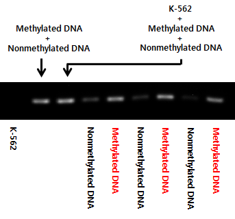 PM2.5 노출 마우스 모델로부터 추출된 DNA의 immunoprecipitation 결과