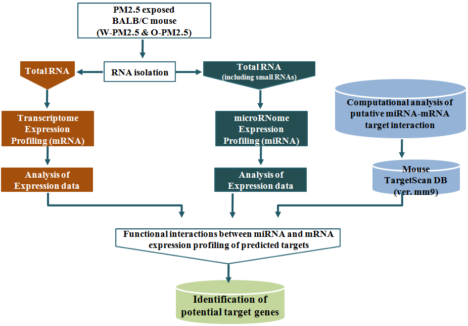 PM2.5 노출 특이 miRNA의 target gene 분석 과정