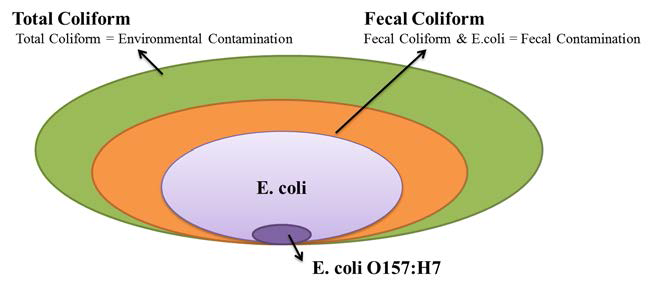 Coliforms classification grouping in TC, FC, E.coli and E.coli O157:H7