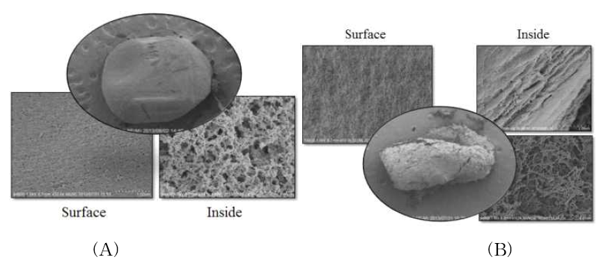 상층부(A)와 하층부(B) 비드형 홀로셀룰로오스에어로겔의 표면과 내부를 주사전자현