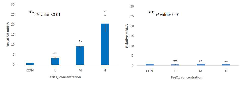 HepG2 세포주에 카드뮴(좌) 및 산화철(우) 24시간 노출 후 RT-PCR에 의한 MT RNA level 확인