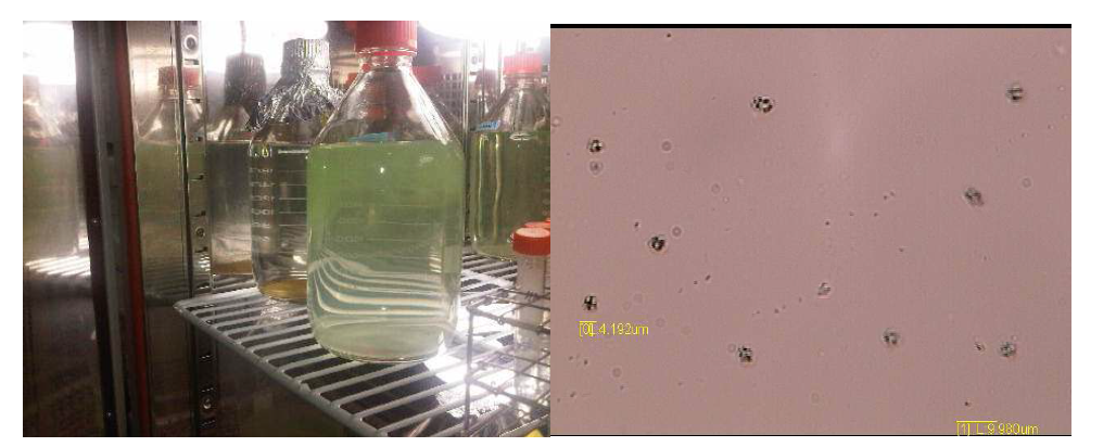 조류배양과정(왼)과 Microcystis sp,현미경촬영사진(X2400)