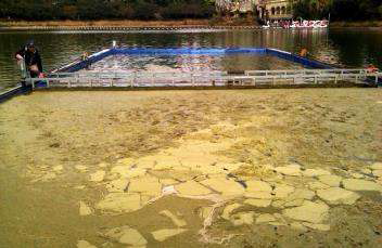 Algae treatment flotation method and facilities