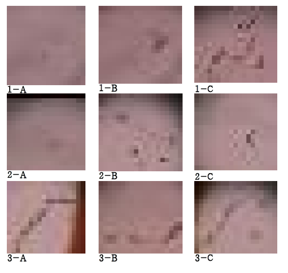 조류의 모양/색 변화: 구형 모양 – Microcystis sp. (1); 타원형 모양 – Chlamydomonas angulosa (2); 사상성 모양 – Phormidium sp. (3). 관찰 조건 : 기포 주입 전 (A); 기포 주입 후 (B); 기포, 응집제 주입 후 (C).