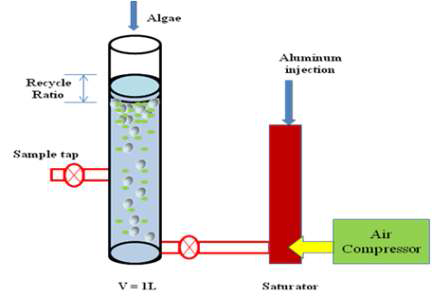 Schematic diagram of algae removal by Batch DAF