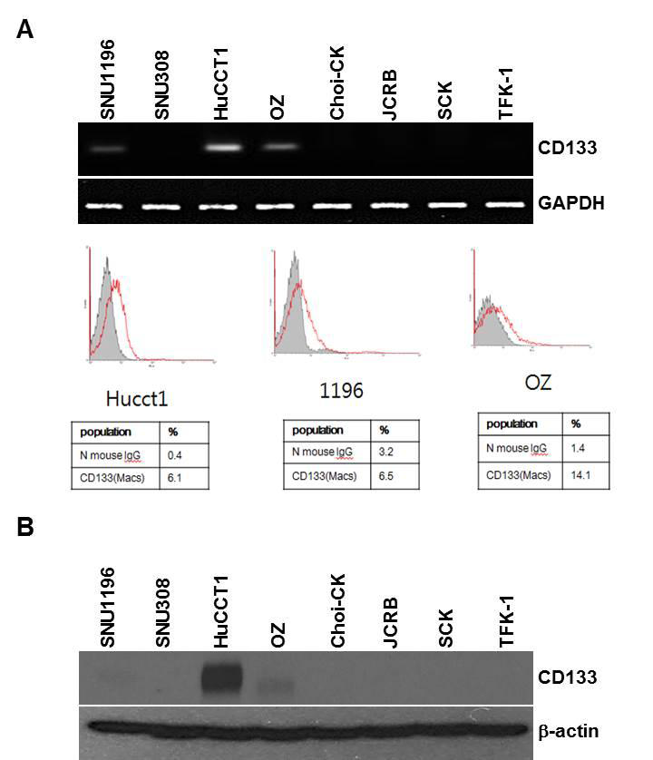 CD133 expression was identified in HuCCT1 cell lines (Cholangiocarcinoma) via RT-PCR, FACS and western blot analysis.