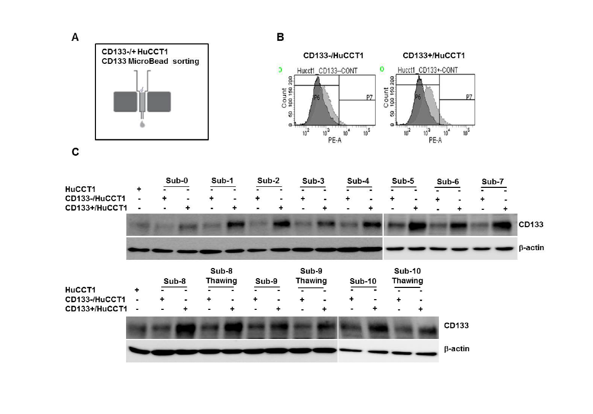 Scheme of the CD133+/- sorting.