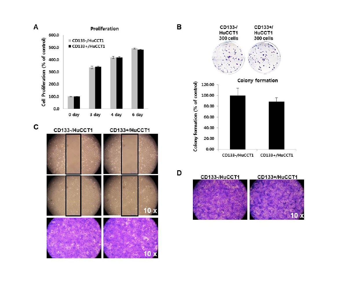 Proliferation (A), Colony forming assay (B), Migration (C) and invasion assay (D) for CD133-/+ HuCCT1 cell lines. All data were not different between CD133- and CD133+ HuCCT1 cell lines.