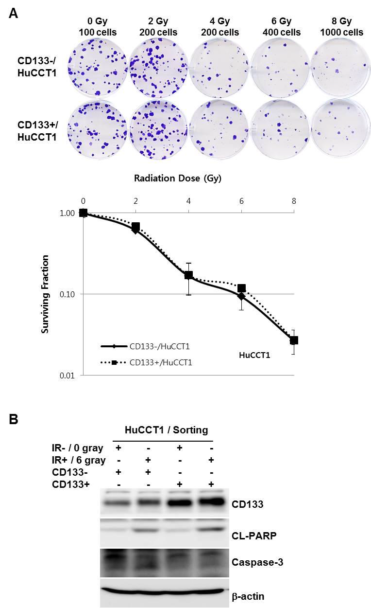 Clonogenic cell survival assay(A) and Western blot analysis (B) after radiation (0, 2, 4, 6, 8 gray) in HuCCT1 cell lines. All data were not different between CD133- and CD133+ HuCCT1 cell lines.