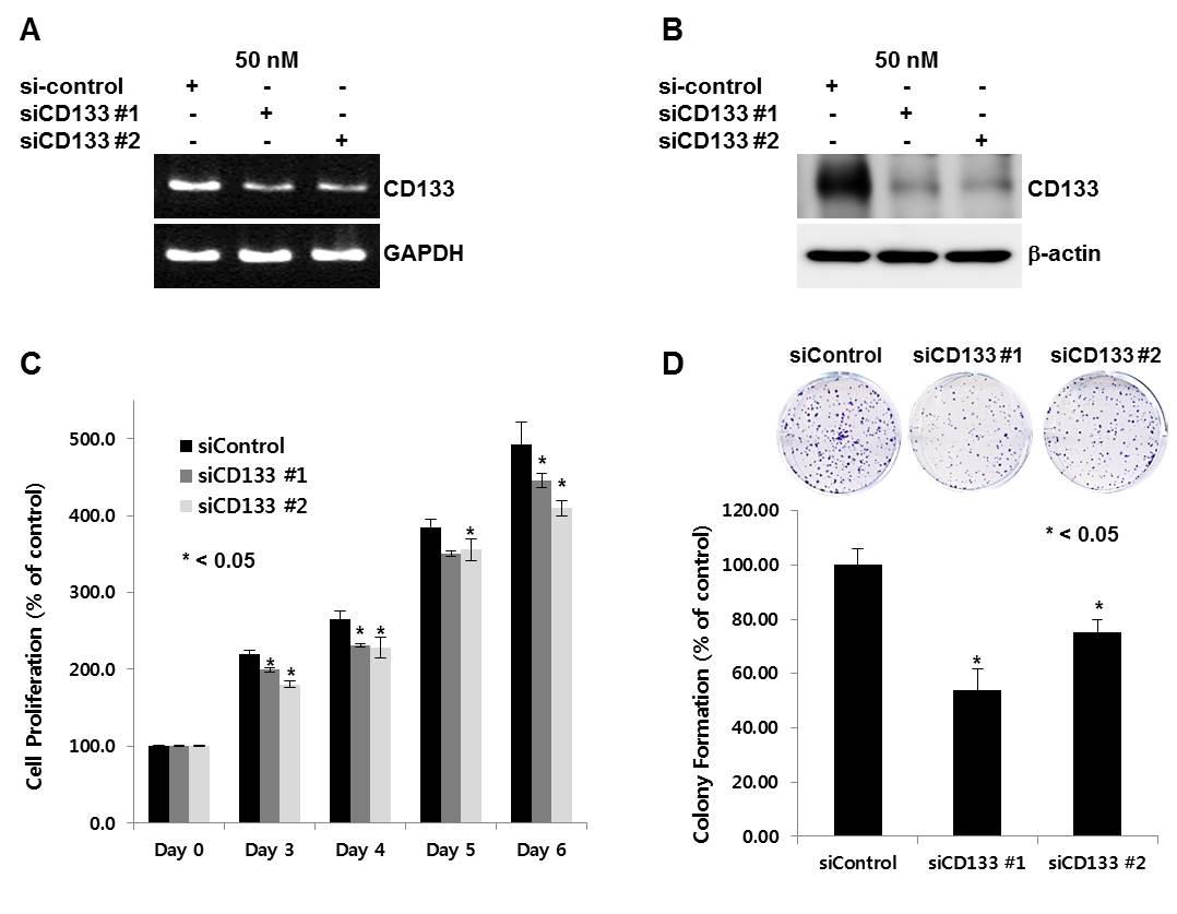 CD133 knock-down HuCCT1 cell lines production using siRNA (A, B). In HuCCT1 cell lines, the activities of Proliferation (C) and Colony formation (D) were restricted after CD133 knock-down.