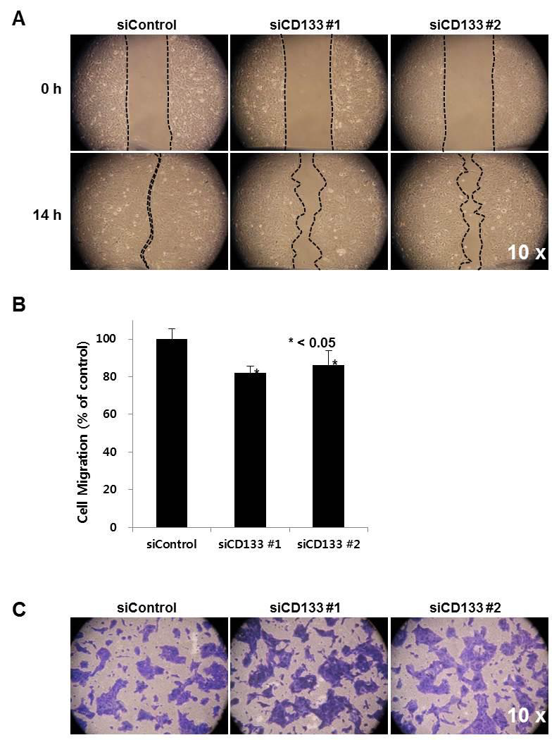 In HuCCT1 cell lines, the activity of Migration (A, B) was restricted after CD133 knock-down. Invasion activity (C) was not different after CD133 knock-down in HuCCT1 cell lines.