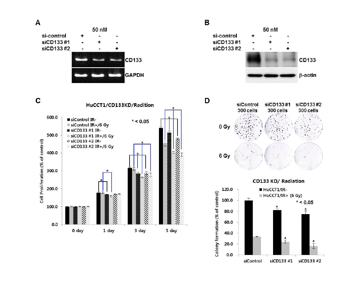 Correlation of CD133 and radioresistance in HuCCT1 cell lines. Proliferation (C) and Colony formation (D) were restricted after radiation (0, 6 gray) in CD133 knock-down HuCCT1 cell lines.