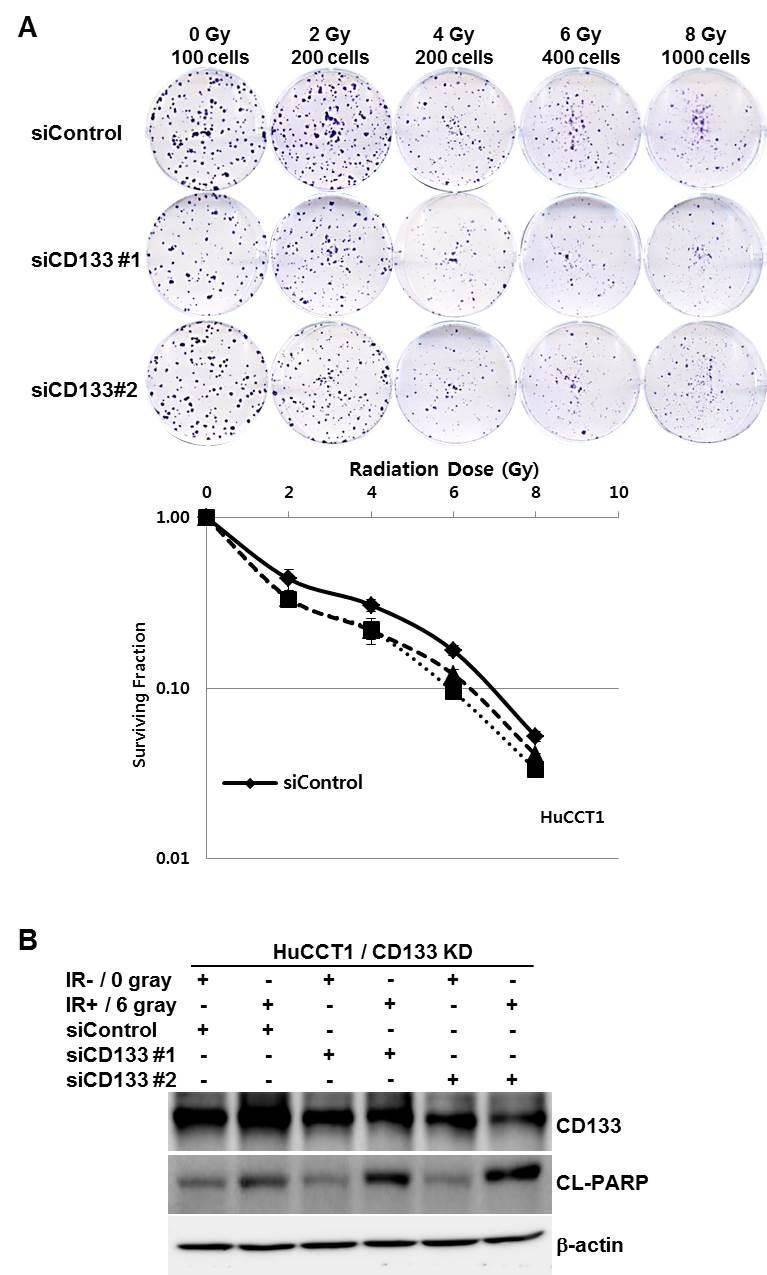 Clonogenic cell survival assay (A) and Western blot analysis (B) after radiation (0, 2, 4, 6, 8 gray). The activity of cell survival was restricted after radiation in CD133 knock-down HuCCT1 cell lines and cleaved PARP (apoptosis marker) was increased.