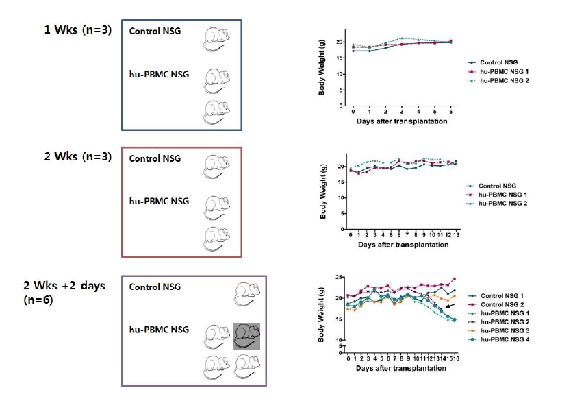 Survival and weight changes of NSG mice engrafted with human PBMC.