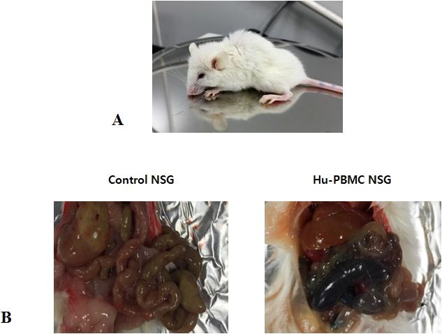 Feature of GvHD in NSG mice after human PBMC injection.