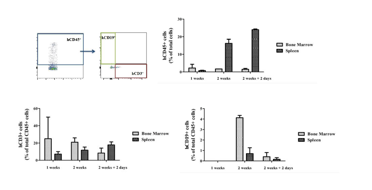 Human cell reconstitution of NSG mice transplanted with hu PBMC.