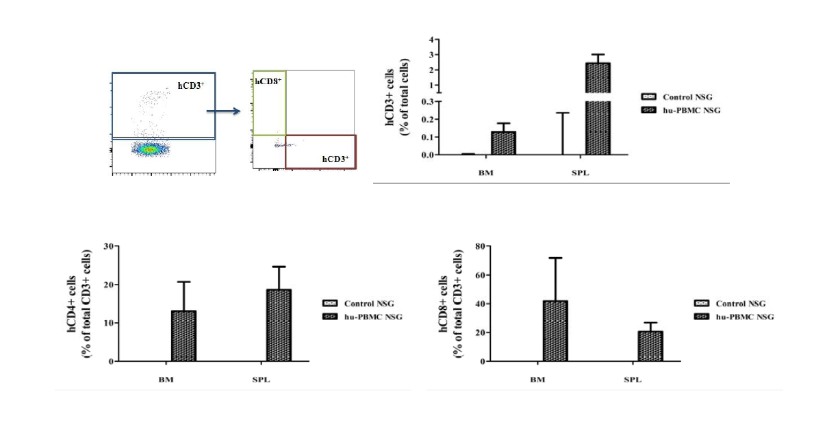 Human T cell reconstitution of NSG mice transplanted with hu PBMC.